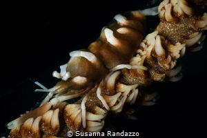 When spotting a whip coral check the surface of the coral... by Susanna Randazzo 